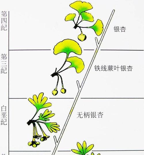 波路芦荟的繁殖与注意事项（方法详解及养护技巧）