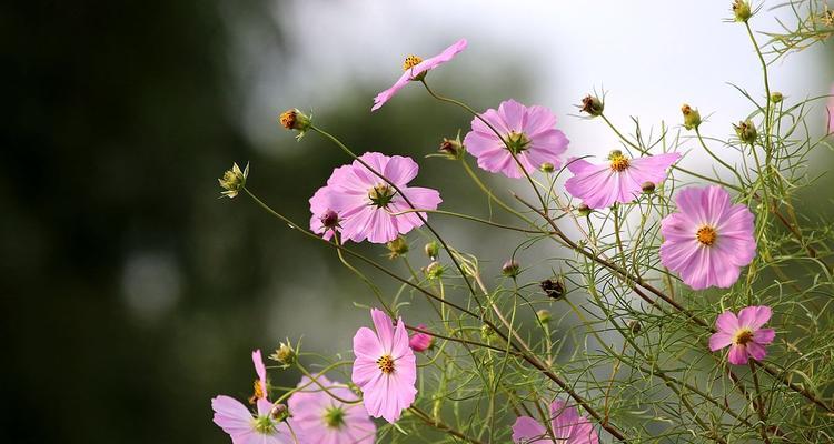 波斯菊种植全攻略（从选苗到养护）