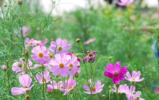 波斯菊的花期及开花时间剖析（探究波斯菊何时开花最美丽）