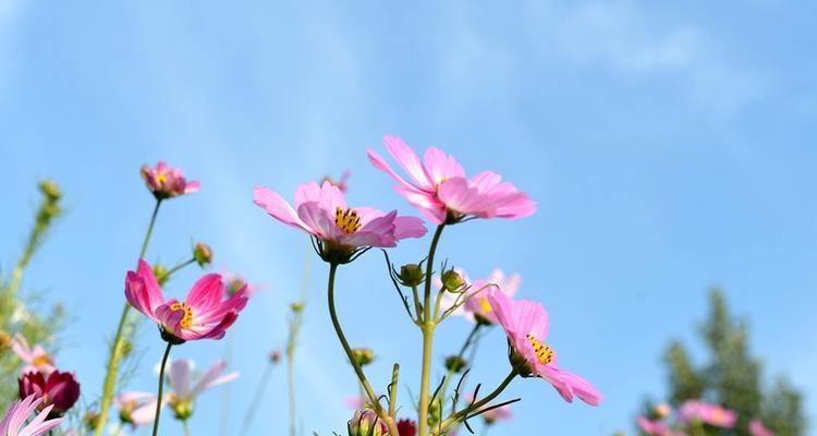 如何选择最佳波斯菊种植时间（掌握波斯菊种植季节）