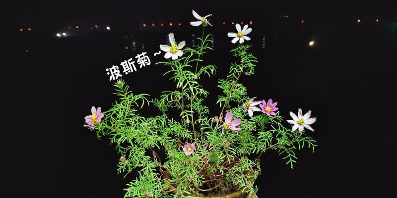 如何在家中盆栽波斯菊（波斯菊的生长特点及适合种植的场所）