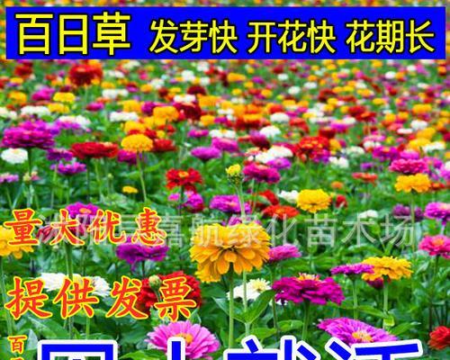 波斯菊喜肥，你知道该如何施肥吗（了解波斯菊的肥料需求）