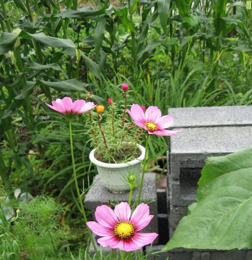 波斯菊种植指南（一盆波斯菊能种几株）