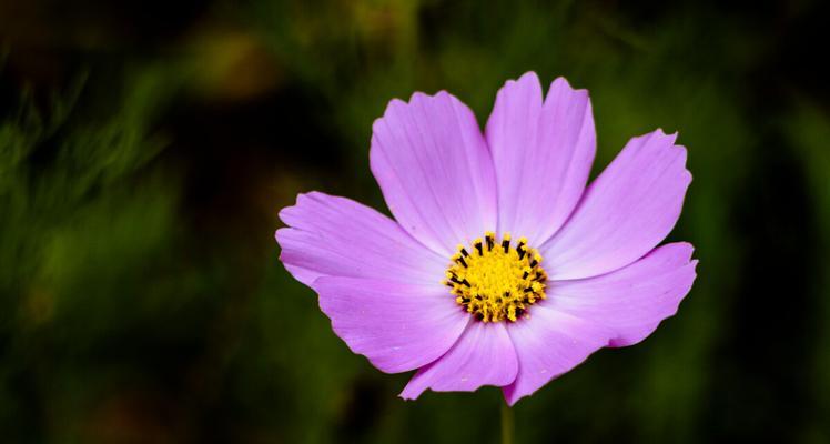 波斯菊——花中的“蓝色精灵”（波斯菊的种类）