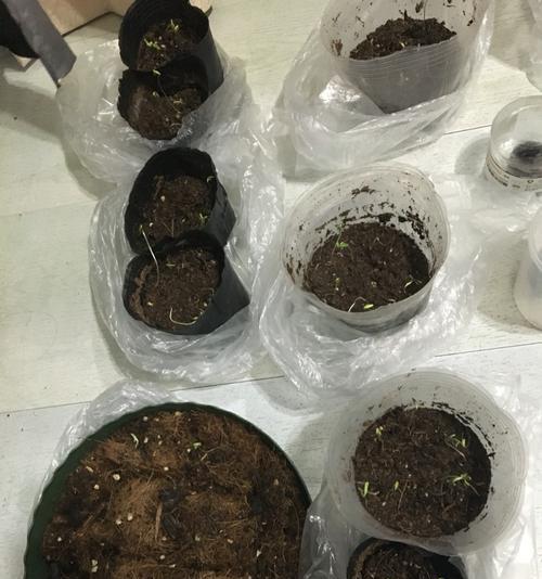 如何避免波斯菊幼苗徒长（防止波斯菊幼苗过度生长的方法与技巧）