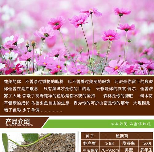 留种子技巧——波斯菊种植指南（种子选取）