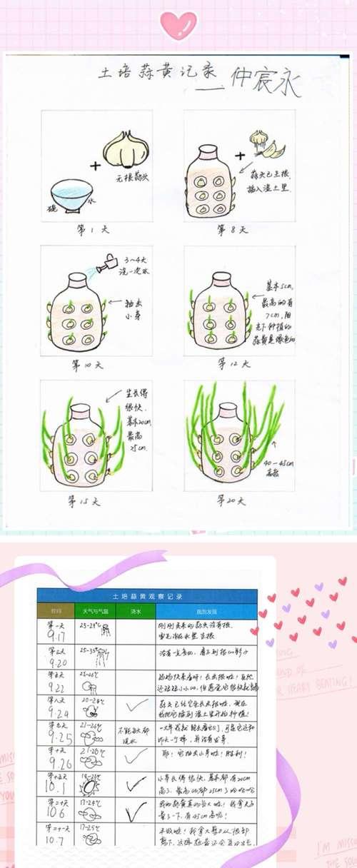 波斯菊摘心技巧——科学有效的摘心方法与步骤（了解花期、选取最佳时机）