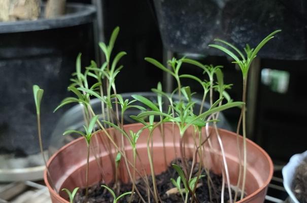 波斯菊的最佳播种时间和方法（在什么时候种植波斯菊最有效）