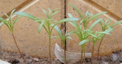 如何选择波斯菊种子的最佳种植时间（了解波斯菊的生长特点）