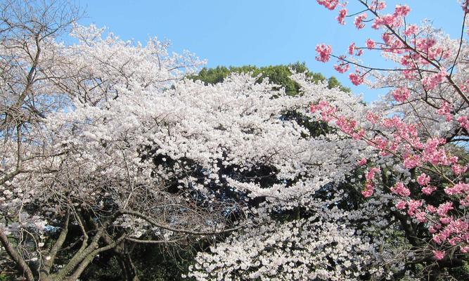 日本樱花的美丽与意义（樱花盛放的春天里）