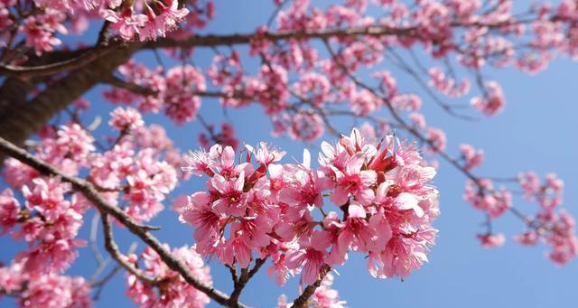 日本樱花的美丽与意义（樱花盛放的春天里）