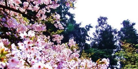 山樱花——春之芬芳（繁花似锦）