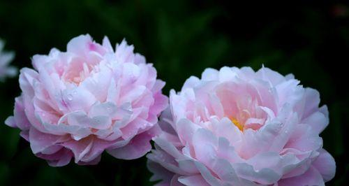 芍药花语之美——探寻芍药的深层含义（以芍药的花语为线索）