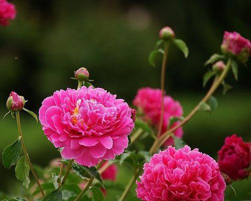 芍药花的寓意与象征风水（芍药花的美丽和深远内涵）