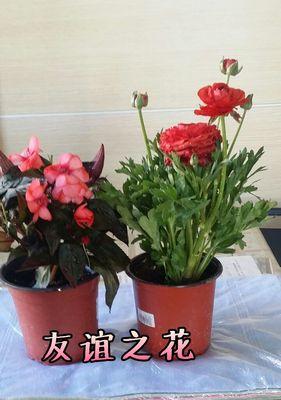 花朵代表友谊的深刻含义（以玫瑰花为例）