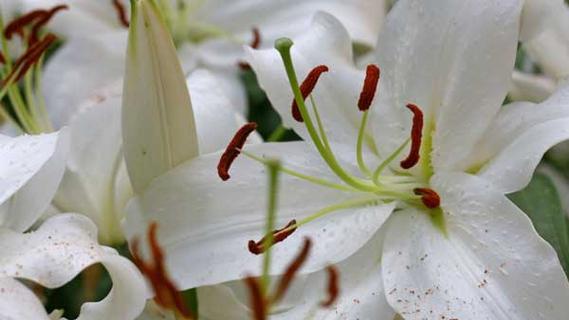 圣心百合花语之深情如火（唤醒内心的真情与热情）