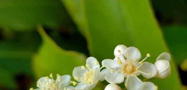 石楠花（花开花谢）