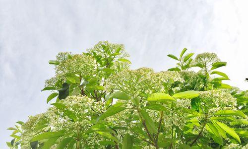 石楠花花语与寓意（探寻石楠花的丰富内涵）