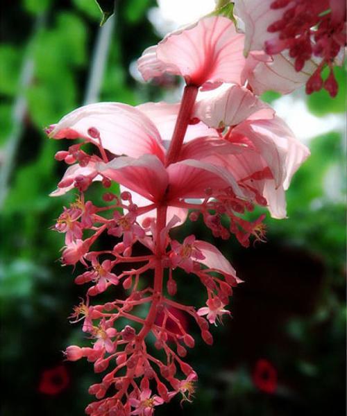 浪漫花海中的花语之玫瑰（揭开玫瑰花语的神秘面纱）