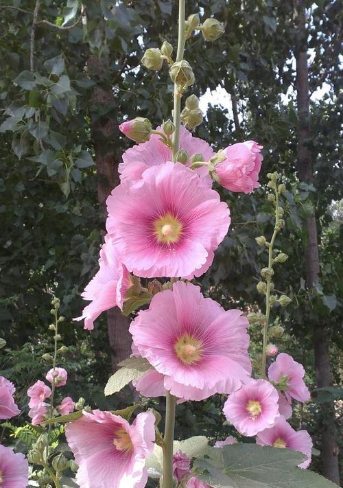 蜀葵花（探寻蜀葵花的内涵与象征意义）