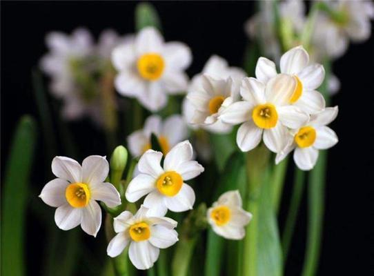 水仙花-美丽的花语和寓意（水仙花的花语与美丽）