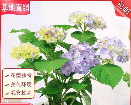 四季花开，美丽永恒（四季最有代表性的花卉盛开）