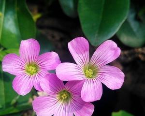 四叶草花语与寓意（探寻四叶草的秘密与神奇）