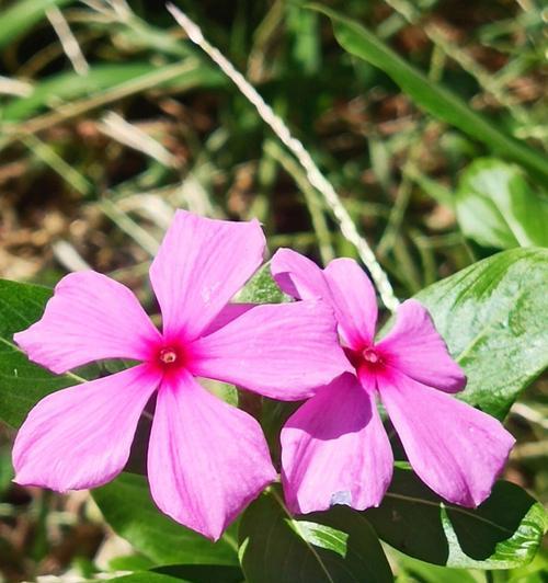 索玛花语——传递情感的花朵（探寻索玛花的花语意义及魅力）