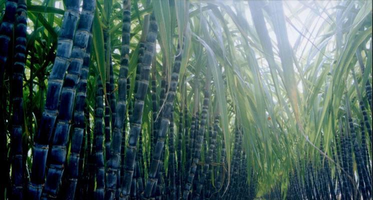 甘蔗种植时间：何时是最佳种植时间？