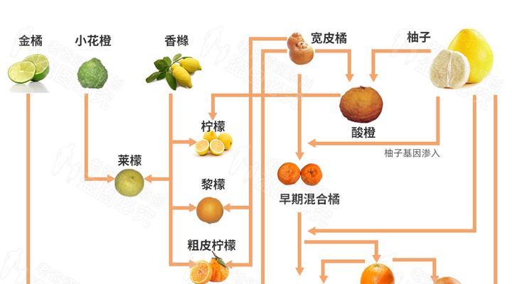 柑橘种植条件地理适宜的探讨（解析柑橘生长环境与适宜地区）