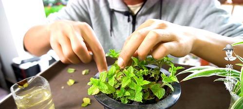 扞插薄荷水培好还是土培好（探究不同种植方式对薄荷生长的影响）