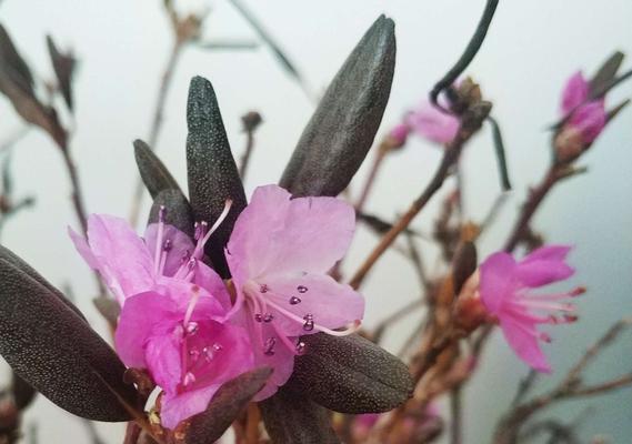 如何养护干花杜鹃以促进开花（打造美丽花园的必修课）