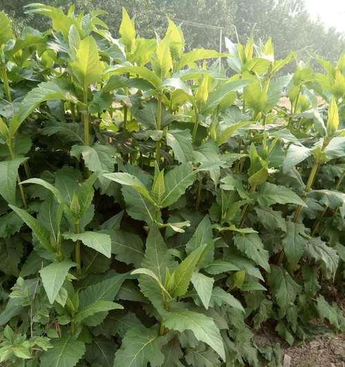 高丹草是多年生的植物（了解高丹草的生长特性和用途）