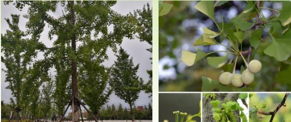 高等植物大百科——认识常见的高等植物（从根到叶）