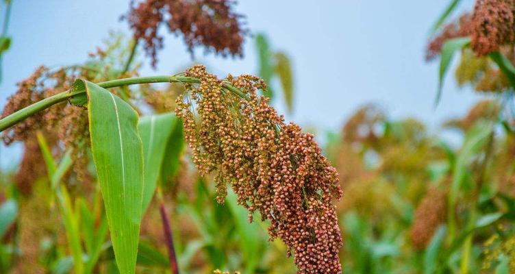 高粱成熟的季节（探秘高粱生长周期与采收季节）