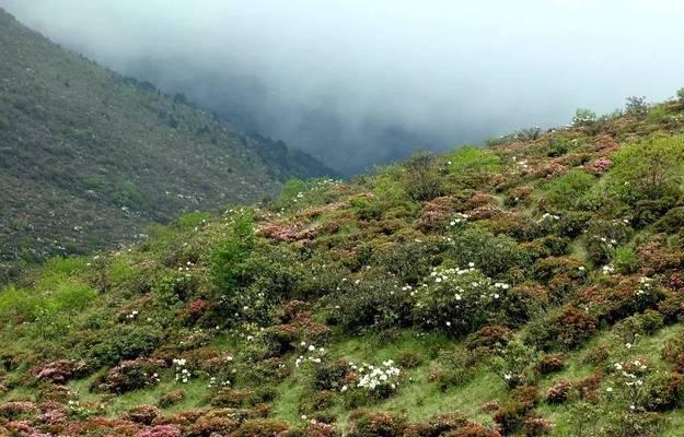 高山杜鹃是重要保护植物（探究高山杜鹃的保护意义及其生态价值）