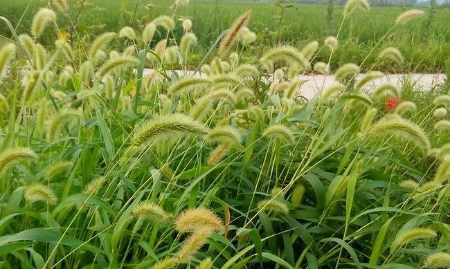 高羊茅是多年生植物（分析高羊茅生长周期及特点）