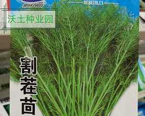 茴香割茬种植全攻略（掌握最佳时间和方法）