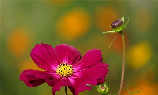 格桑花打顶时间与方法步骤（娴熟掌握打顶技巧）