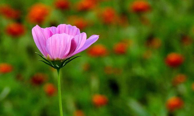 格桑花之意——承载着族的信仰与情感（格桑花的文化内涵及象征意义）