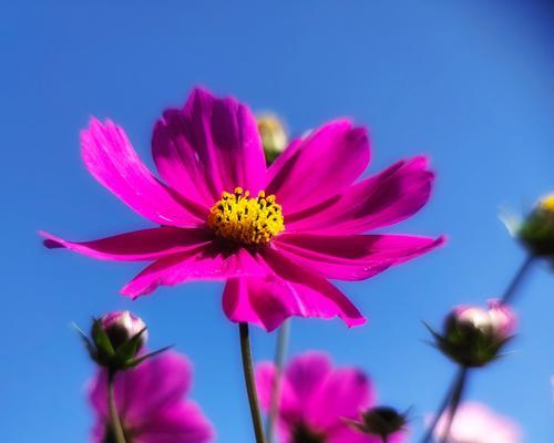 格桑花——高原上的生命之花（探究格桑花的寓意和象征）