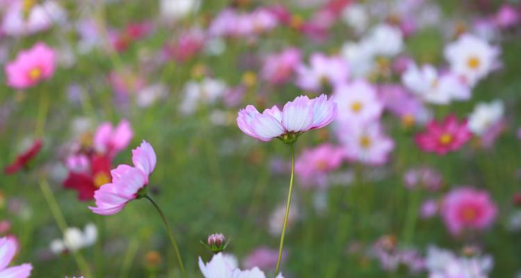 格桑花开花周期剖析（一年一次的盛宴）