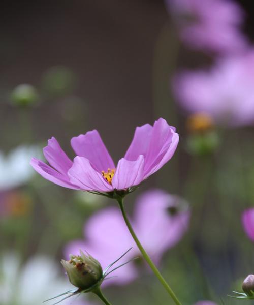 格桑花开花的周期与养护方法（了解格桑花开花周期）