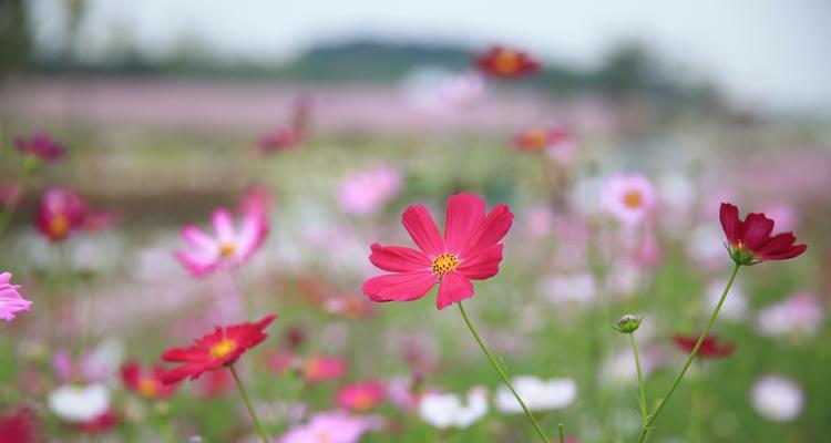 格桑花的花期（多久时间）