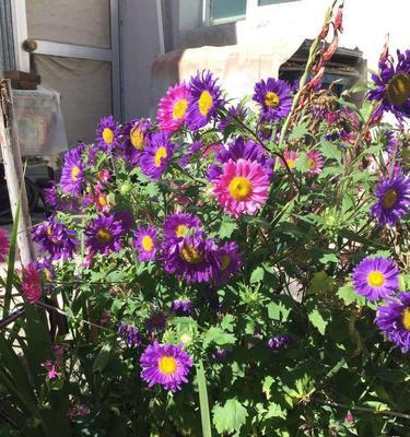 种植格桑花在家，打造私家花园（让院子更美丽的方法）