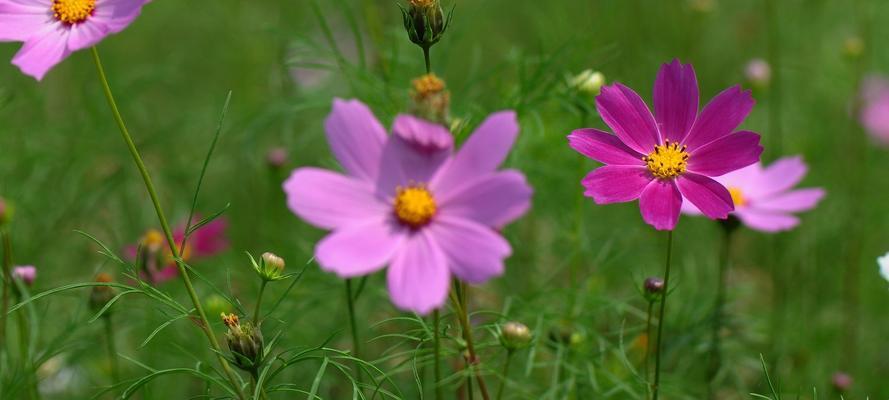 室内养格桑花的秘诀（打造舒适的家居花园）