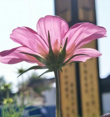 室内养格桑花的秘诀（打造舒适的家居花园）