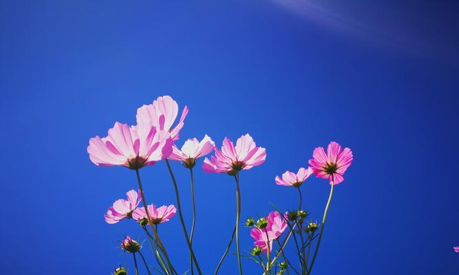 格桑花的生长环境条件与特点（探秘格桑花生长的地理位置）