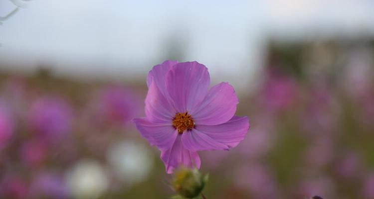 格桑花——高原上的国花（特点）