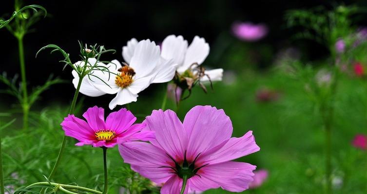 格桑花——高原上的国花（特点）